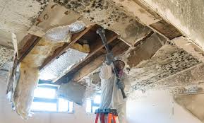 Why You Should Choose Our Mold Remediation Services in Avon, IN